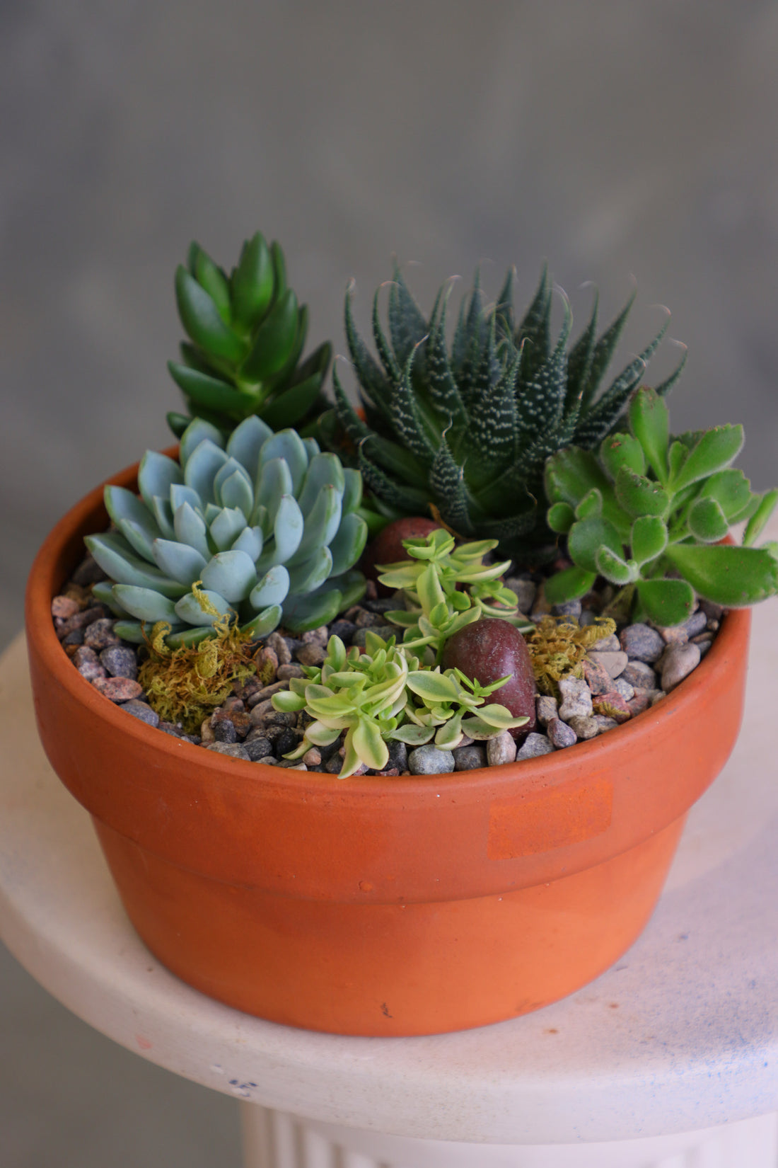 succulents ottawa Sunny Succulent Garden – Bonsai Ottawa