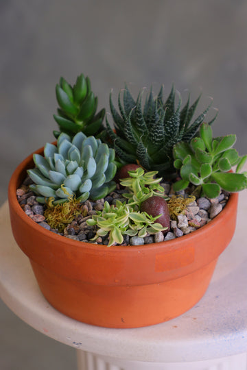 Round terracotta pot filled with a variety of mixed succulents, decorative pebbles, and moss, arranged as a small succulent garden on a light-colored surface.