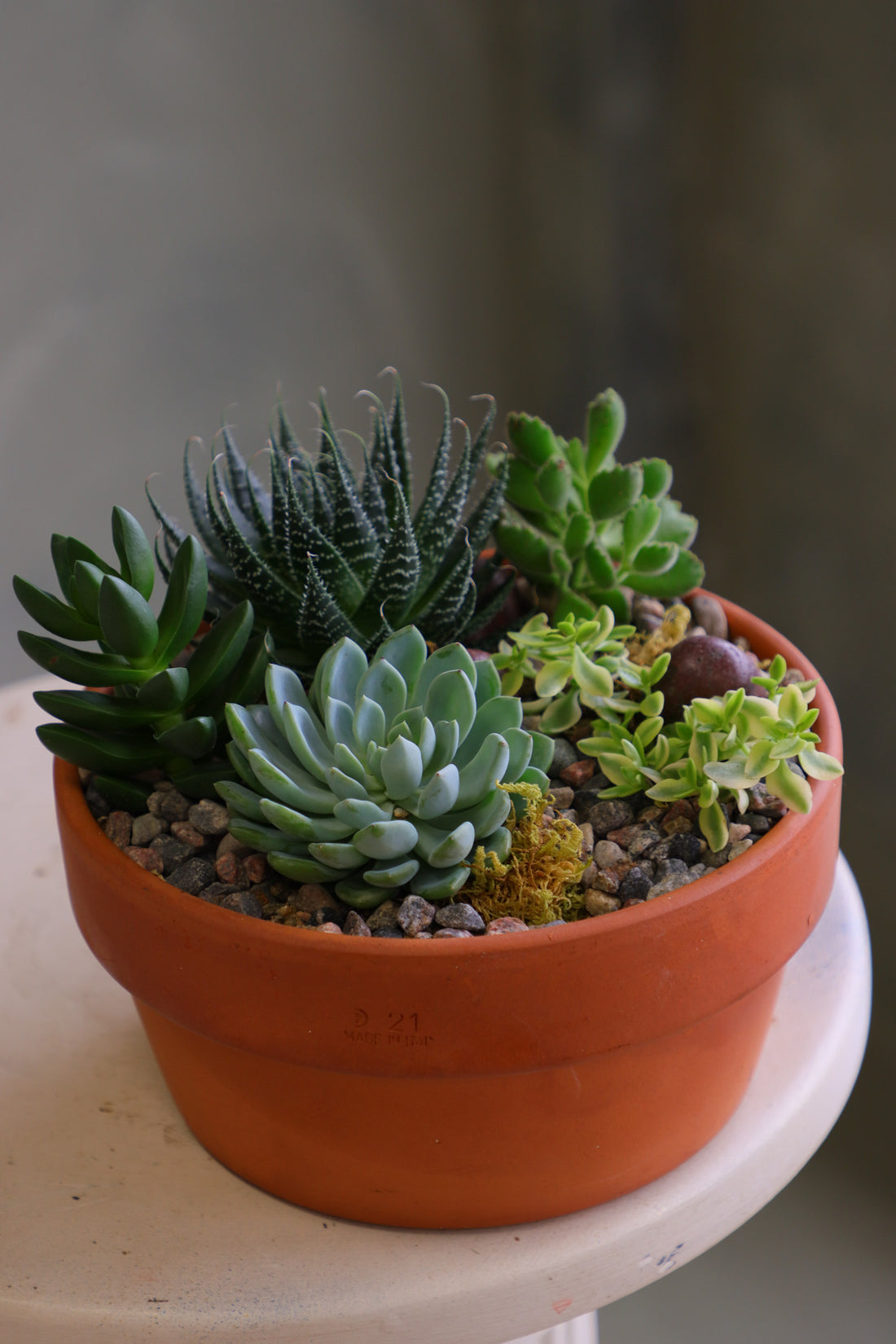 Round terracotta pot filled with a variety of mixed succulents, decorative pebbles, and moss, arranged as a small succulent garden on a light-colored surface.