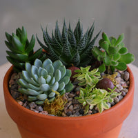 Round terracotta pot filled with a variety of mixed succulents, decorative pebbles, and moss, arranged as a small succulent garden on a light-colored surface.
