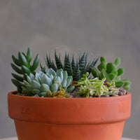 Round terracotta pot filled with a variety of mixed succulents, decorative pebbles, and moss, arranged as a small succulent garden on a light-colored surface.