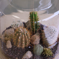 Tall clear glass terrarium filled with assorted small cacti, layered decorative sand, rocks, and pebbles, styled as a miniature desert landscape.