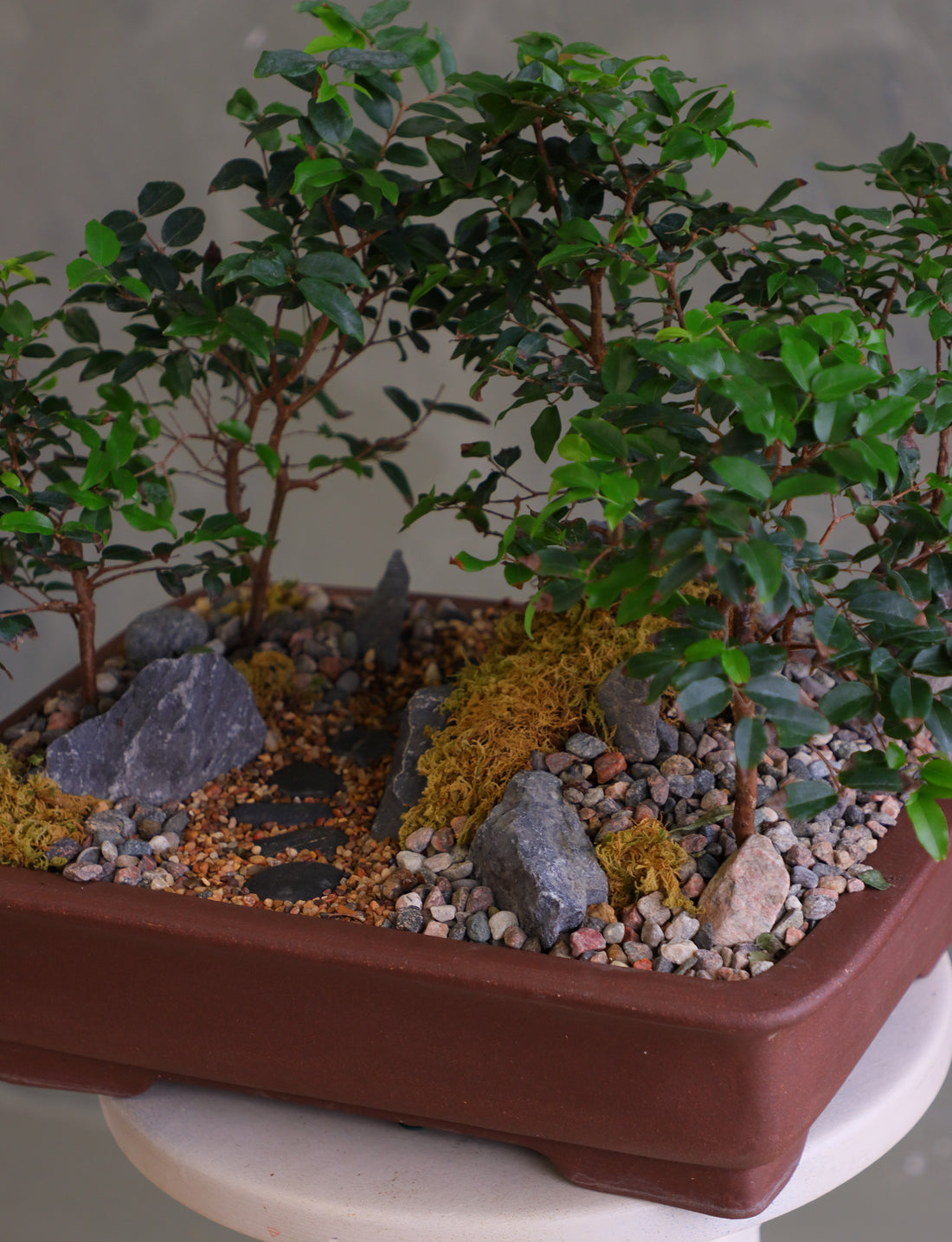 Jaboticaba bonsai forest in a brown rectangular pot with several small trees, dark rocks, moss, and a pebble path, displayed on a white pedestal against a neutral background.