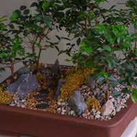 Jaboticaba bonsai forest in a brown rectangular pot with several small trees, dark rocks, moss, and a pebble path, displayed on a white pedestal against a neutral background.