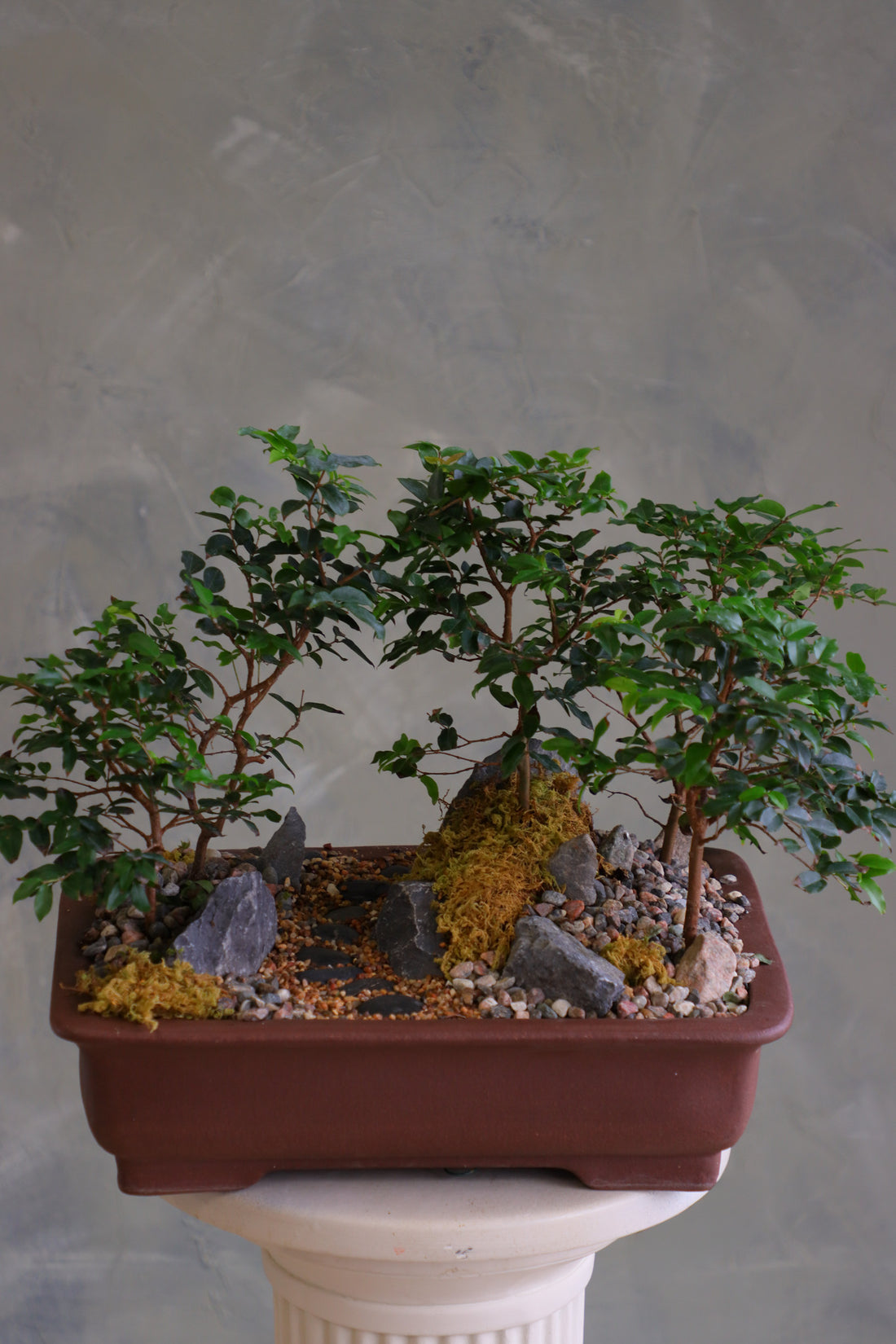 Jaboticaba bonsai forest in a brown rectangular pot with several small trees, dark rocks, moss, and a pebble path, displayed on a white pedestal against a neutral background.
