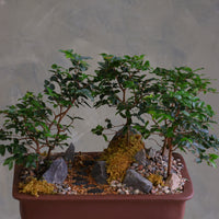 Jaboticaba bonsai forest in a brown rectangular pot with several small trees, dark rocks, moss, and a pebble path, displayed on a white pedestal against a neutral background.