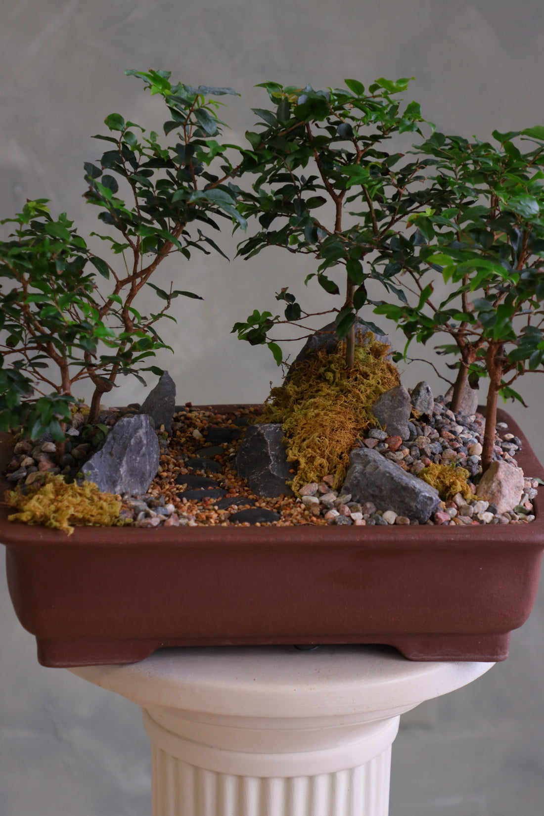 Jaboticaba bonsai forest in a brown rectangular pot with several small trees, dark rocks, moss, and a pebble path, displayed on a white pedestal against a neutral background.