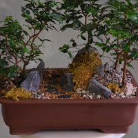 Jaboticaba bonsai forest in a brown rectangular pot with several small trees, dark rocks, moss, and a pebble path, displayed on a white pedestal against a neutral background.