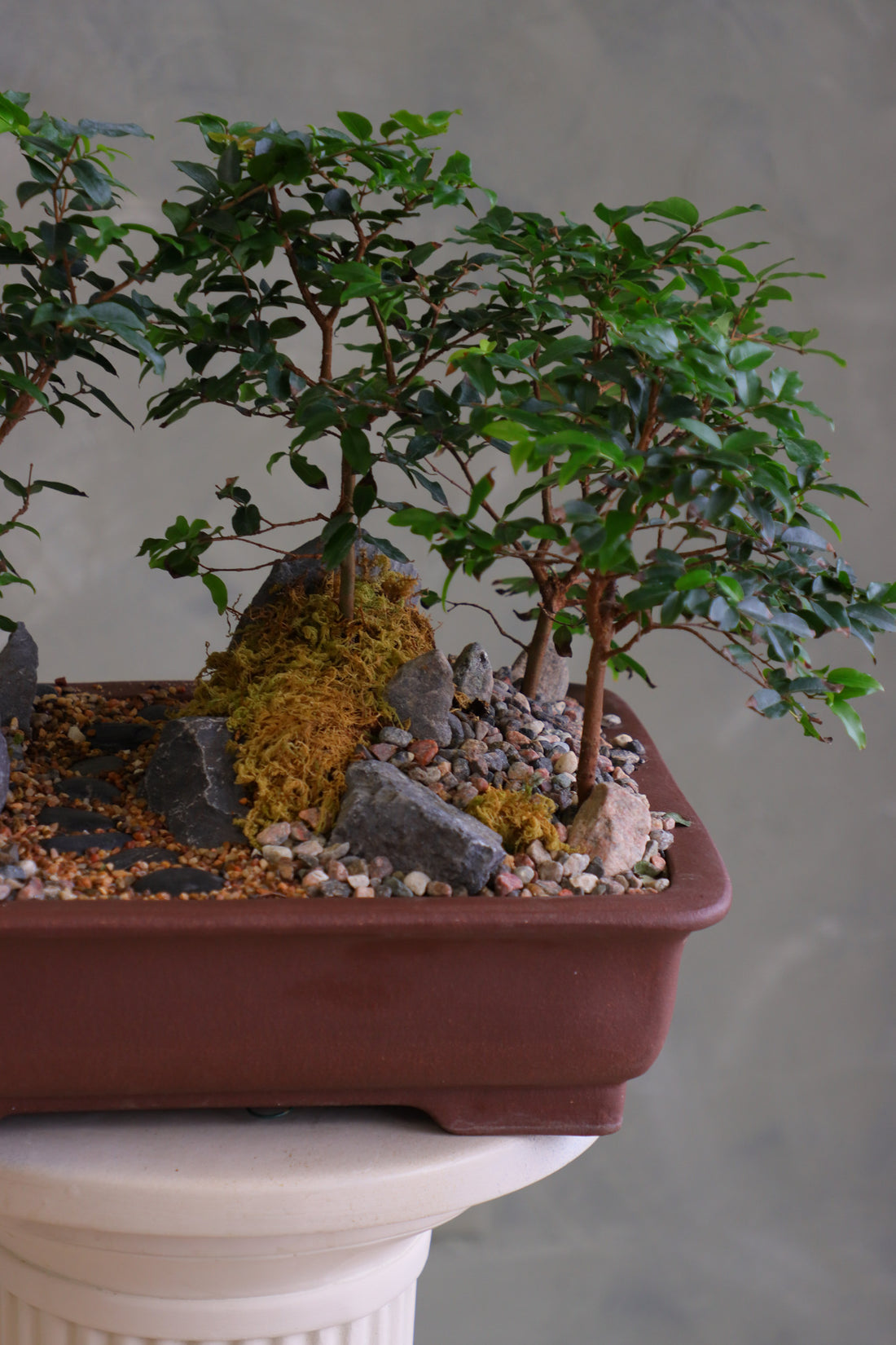 Jaboticaba bonsai forest in a brown rectangular pot with several small trees, dark rocks, moss, and a pebble path, displayed on a white pedestal against a neutral background.