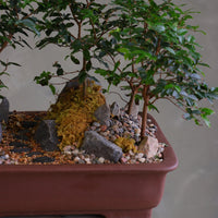 Jaboticaba bonsai forest in a brown rectangular pot with several small trees, dark rocks, moss, and a pebble path, displayed on a white pedestal against a neutral background.
