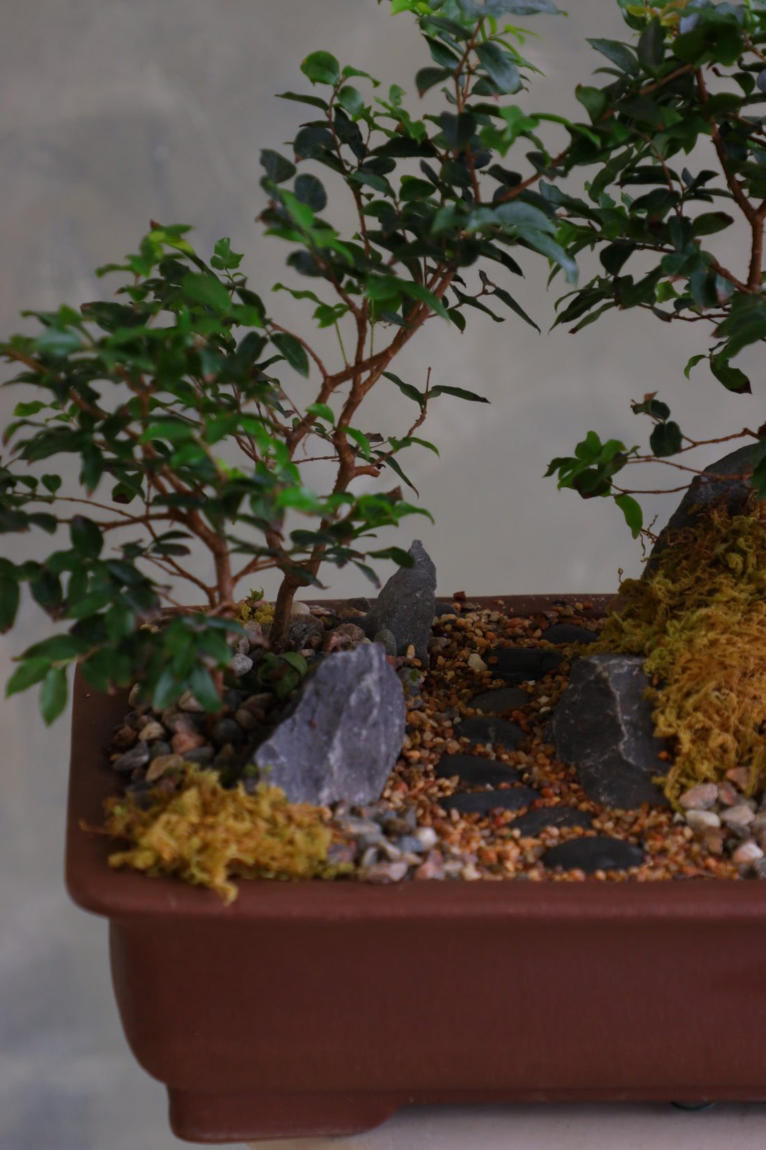 Jaboticaba bonsai forest in a brown rectangular pot with several small trees, dark rocks, moss, and a pebble path, displayed on a white pedestal against a neutral background.