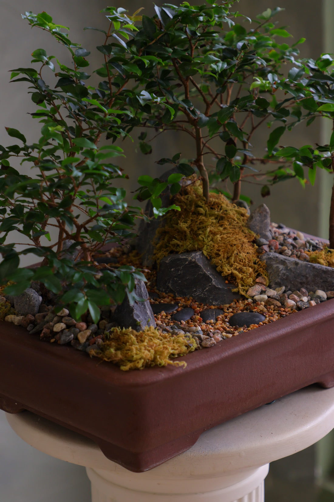 Jaboticaba bonsai forest in a brown rectangular pot with several small trees, dark rocks, moss, and a pebble path, displayed on a white pedestal against a neutral background.