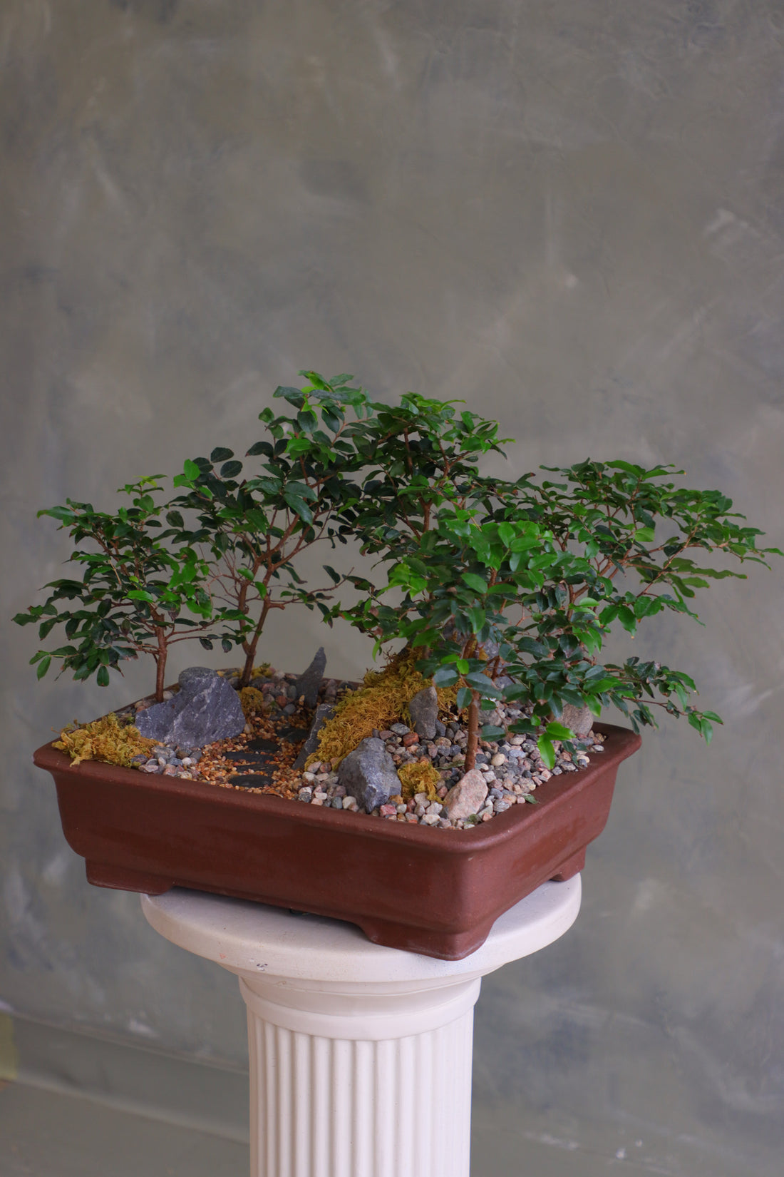 Jaboticaba bonsai forest in a brown rectangular pot with several small trees, dark rocks, moss, and a pebble path, displayed on a white pedestal against a neutral background.