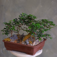 Jaboticaba bonsai forest in a brown rectangular pot with several small trees, dark rocks, moss, and a pebble path, displayed on a white pedestal against a neutral background.