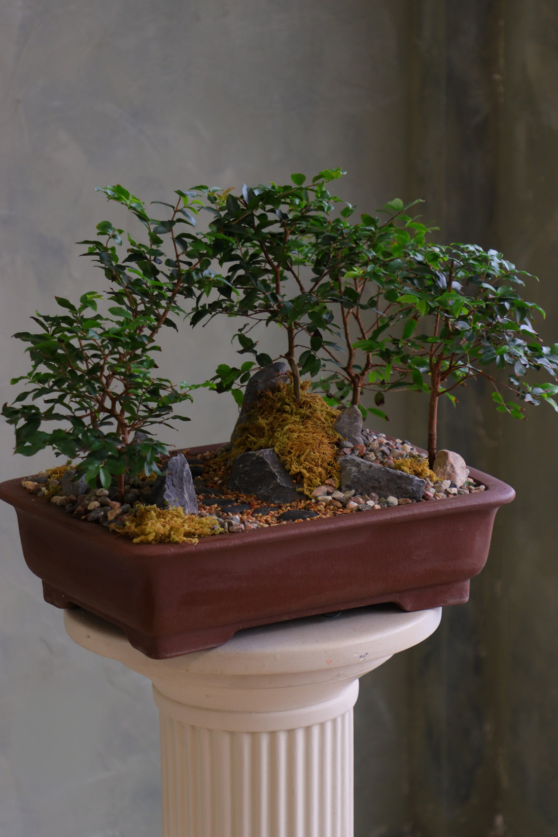 Jaboticaba bonsai forest in a brown rectangular pot with several small trees, dark rocks, moss, and a pebble path, displayed on a white pedestal against a neutral background.