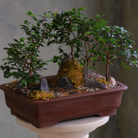 Jaboticaba bonsai forest in a brown rectangular pot with several small trees, dark rocks, moss, and a pebble path, displayed on a white pedestal against a neutral background.