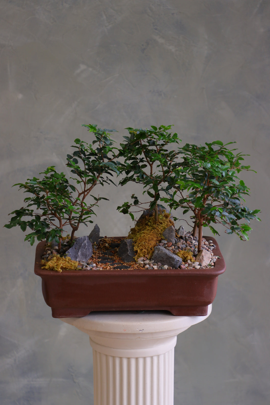 Jaboticaba bonsai forest in a brown rectangular pot with several small trees, dark rocks, moss, and a pebble path, displayed on a white pedestal against a neutral background.