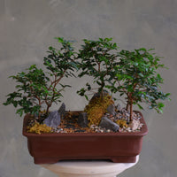 Jaboticaba bonsai forest in a brown rectangular pot with several small trees, dark rocks, moss, and a pebble path, displayed on a white pedestal against a neutral background.