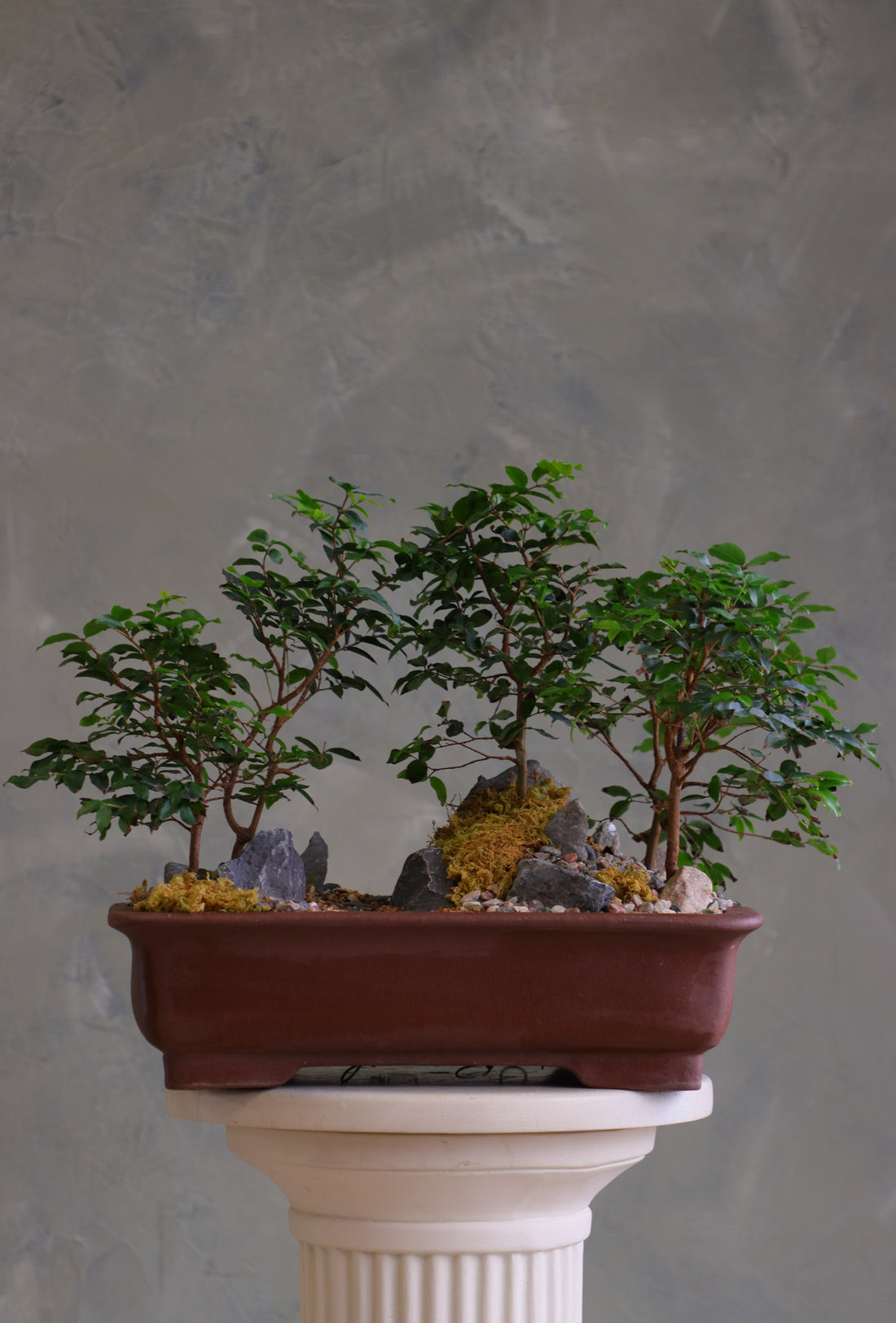 Jaboticaba bonsai forest in a brown rectangular pot with several small trees, dark rocks, moss, and a pebble path, displayed on a white pedestal against a neutral background.