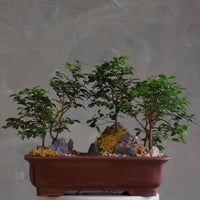 Jaboticaba bonsai forest in a brown rectangular pot with several small trees, dark rocks, moss, and a pebble path, displayed on a white pedestal against a neutral background.
