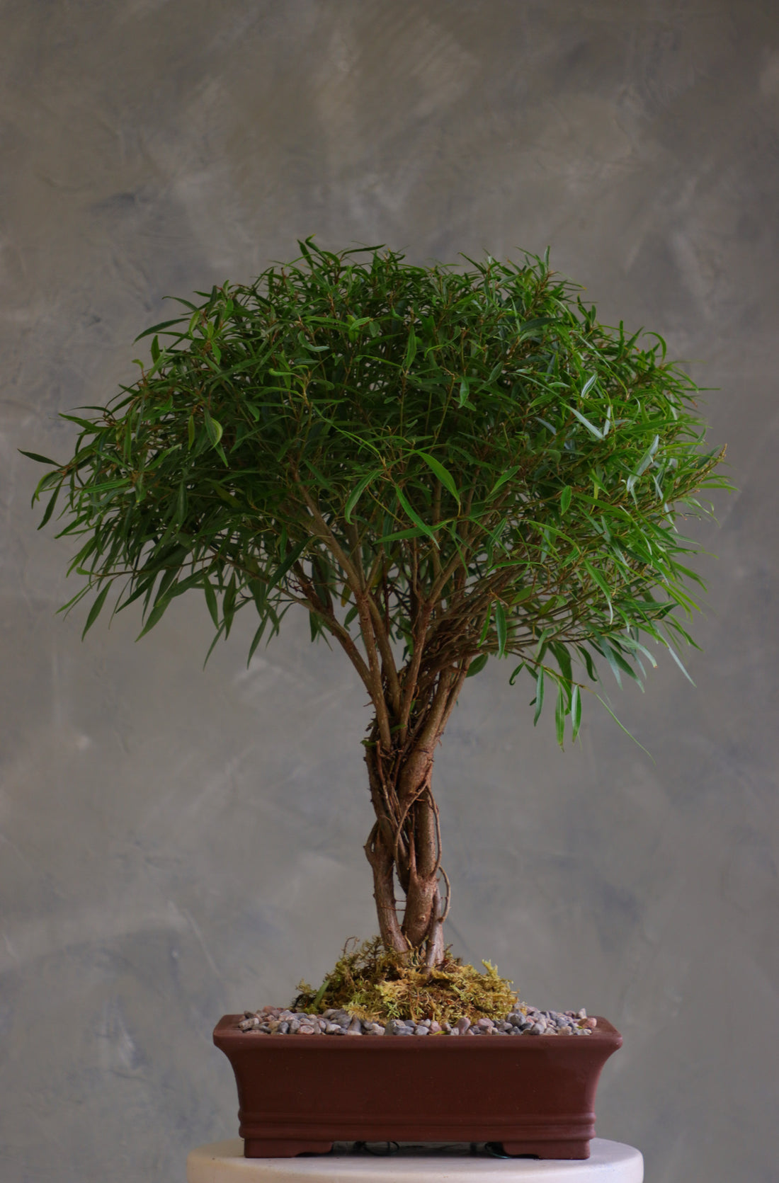 Willow Leaf Ficus bonsai with multiple intertwined trunks and a dense rounded canopy of narrow green leaves, in a brown rectangular pot with moss and pebbles on a pedestal.