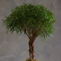 Willow Leaf Ficus bonsai with multiple intertwined trunks and a dense rounded canopy of narrow green leaves, in a brown rectangular pot with moss and pebbles on a pedestal.
