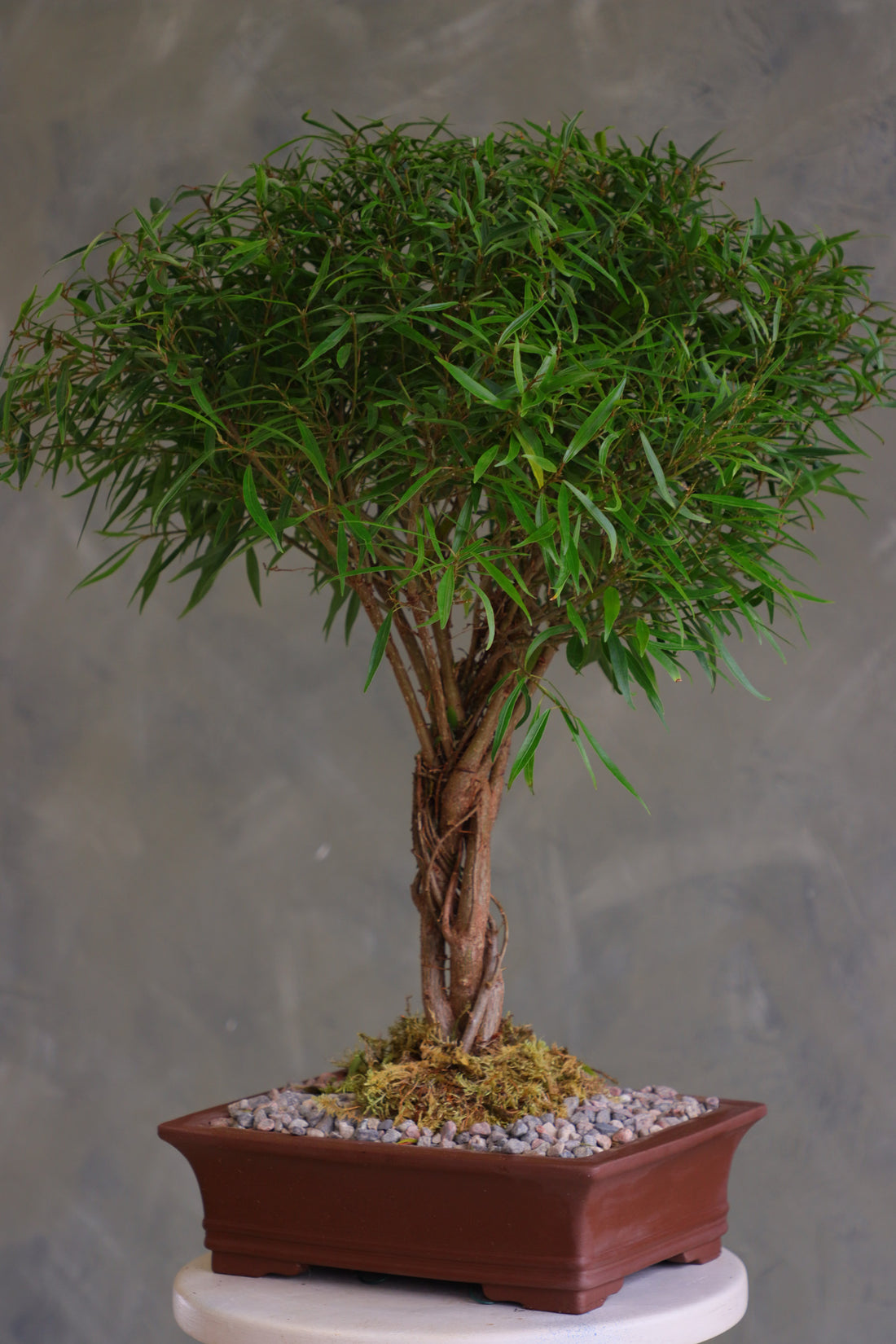 Willow Leaf Ficus bonsai with multiple intertwined trunks and a dense rounded canopy of narrow green leaves, in a brown rectangular pot with moss and pebbles on a pedestal.