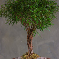 Willow Leaf Ficus bonsai with multiple intertwined trunks and a dense rounded canopy of narrow green leaves, in a brown rectangular pot with moss and pebbles on a pedestal.