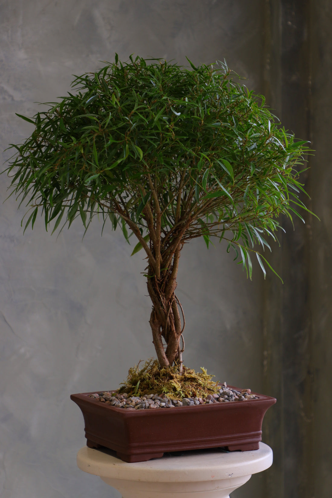 Willow Leaf Ficus bonsai with multiple intertwined trunks and a dense rounded canopy of narrow green leaves, in a brown rectangular pot with moss and pebbles on a pedestal.