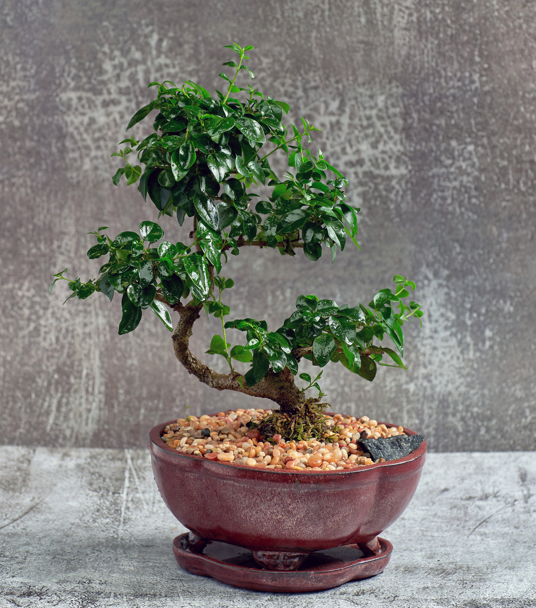 Fukien Tea