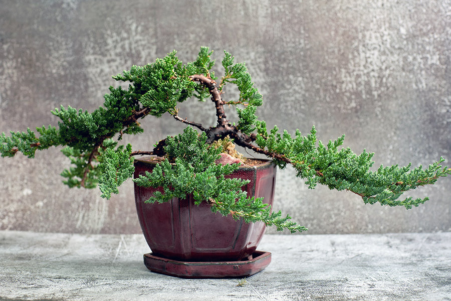 Harmony Juniper Bonsai Workshop