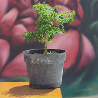 Brazilian Rain Tree Bonsai