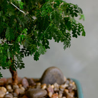 Brazilian Rain Tree, Bonsai Tree, Bonsai, Potted Bonsai, Potted Brazilian Rain Tree, Rain Tree, Raintree, Brazilian Rain Tree, Brazilian Raintree, Styled Bonsai 