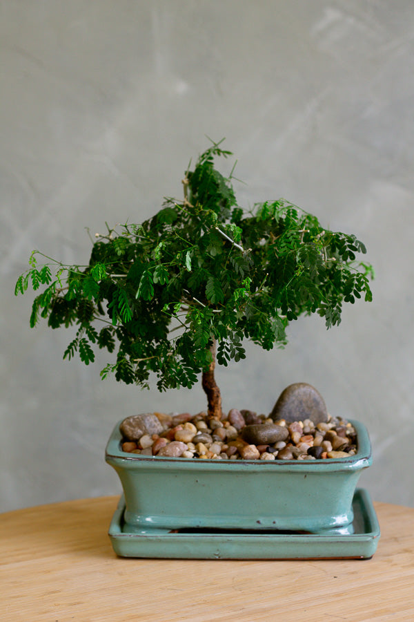 Brazilian Rain Tree, Bonsai Tree, Bonsai, Potted Bonsai, Potted Brazilian Rain Tree, Rain Tree, Raintree, Brazilian Rain Tree, Brazilian Raintree, Styled Bonsai 