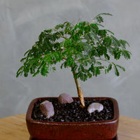 Brazilian Rain Tree, Bonsai Tree, Bonsai, Potted Bonsai, Potted Brazilian Rain Tree, Rain Tree, Raintree, Brazilian Rain Tree, Brazilian Raintree, Styled Bonsai 