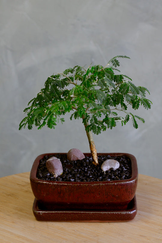 Brazilian Rain Tree, Bonsai Tree, Bonsai, Potted Bonsai, Potted Brazilian Rain Tree, Rain Tree, Raintree, Brazilian Rain Tree, Brazilian Raintree, Styled Bonsai 