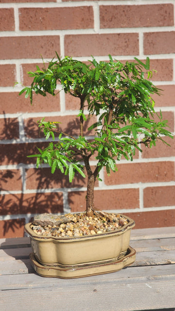 Calliandra Tweedi