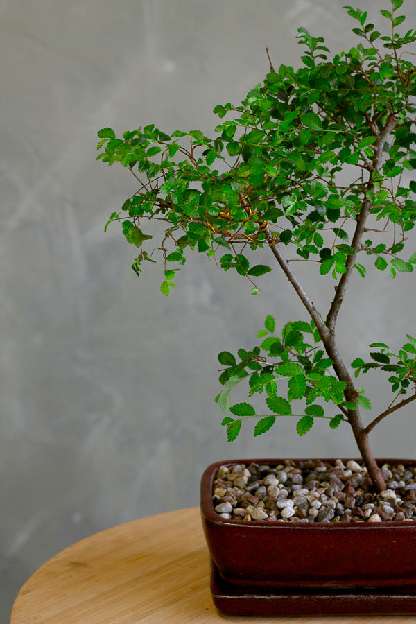 Bonsai, Potted Bonsai, Chinese Elm, Chinese Elm Bonsai, Potted Elm, Styled Chinese Elm, Elm, Glazed Pot, Chinese Elm Tree, Tree, Potted Bonsai