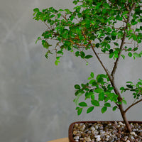 Bonsai, Potted Bonsai, Chinese Elm, Chinese Elm Bonsai, Potted Elm, Styled Chinese Elm, Elm, Glazed Pot, Chinese Elm Tree, Tree, Potted Bonsai