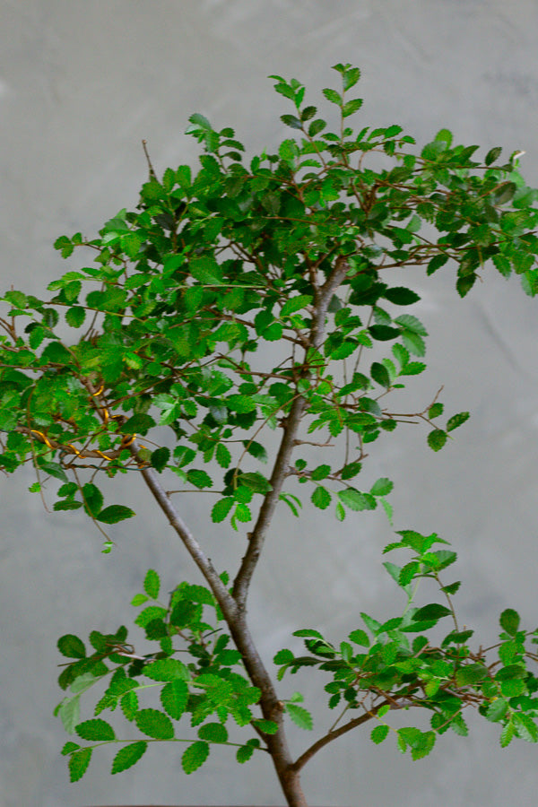 Bonsai, Potted Bonsai, Chinese Elm, Chinese Elm Bonsai, Potted Elm, Styled Chinese Elm, Elm, Glazed Pot, Chinese Elm Tree, Tree, Potted Bonsai