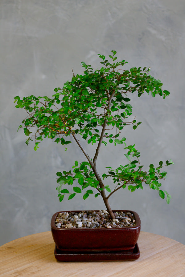 Bonsai, Potted Bonsai, Chinese Elm, Chinese Elm Bonsai, Potted Elm, Styled Chinese Elm, Elm, Glazed Pot, Chinese Elm Tree, Tree, Potted Bonsai