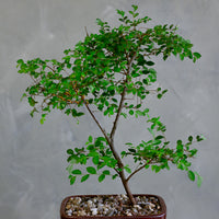 Bonsai, Potted Bonsai, Chinese Elm, Chinese Elm Bonsai, Potted Elm, Styled Chinese Elm, Elm, Glazed Pot, Chinese Elm Tree, Tree, Potted Bonsai