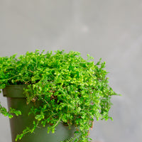 Peacock Moss, Selaginella Uncinata, Club Moss, Potted Moss, Live Moss, Living Moss, Moss, Planted Moss, Spike Moss, Houseplant, Green