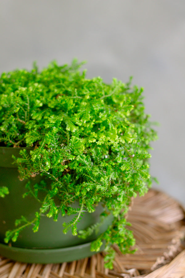 Peacock Moss, Selaginella Uncinata, Club Moss, Potted Moss, Live Moss, Living Moss, Moss, Planted Moss, Spike Moss, Houseplant, Green