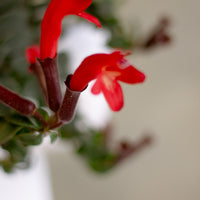 Columnea Twister, Aeschynanthus Pulcher, Lip Stick Plant, Houseplant, Red Flowers, Unique plant, Rare Plant, Rare Lipstick, Twister, Plant, Houseplant, Hanging Plant,