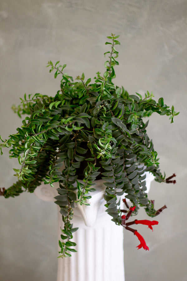 Columnea Twister, Aeschynanthus Pulcher, Lip Stick Plant, Houseplant, Red Flowers, Unique plant, Rare Plant, Rare Lipstick, Twister, Plant, Houseplant, Hanging Plant,