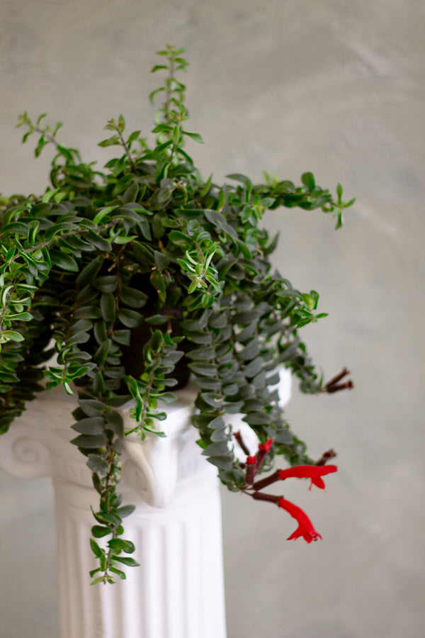 Columnea Twister, Aeschynanthus Pulcher, Lip Stick Plant, Houseplant, Red Flowers, Unique plant, Rare Plant, Rare Lipstick, Twister, Plant, Houseplant, Hanging Plant,