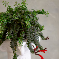 Columnea Twister, Aeschynanthus Pulcher, Lip Stick Plant, Houseplant, Red Flowers, Unique plant, Rare Plant, Rare Lipstick, Twister, Plant, Houseplant, Hanging Plant,