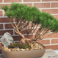 Dwarf Mugo Pine (Pinus Mugo var. pumilio)