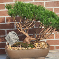 Dwarf Mugo Pine (Pinus Mugo var. pumilio)